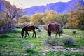 Wild Horses Located on the Pima-Maricopa Indian Reservation Land by the Lower Salt River in Arizona