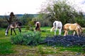 Wild Horses Located on the Pima-Maricopa Indian Reservation Land by the Lower Salt River in Arizona Royalty Free Stock Photo