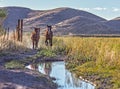 Wild Mustang horses running along a stream in the Nevada desert.