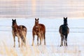 Wild Mustang Horses in the snow and ice.