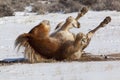 Wild mustang horse of Wyoming rolling in snow Royalty Free Stock Photo