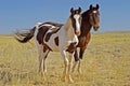 Wild mustang pinto paint horse mare colt foal nature Royalty Free Stock Photo