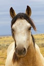 Wild Mustang Portrait Royalty Free Stock Photo