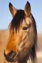 Wild Mustang Portrait Royalty Free Stock Photo