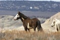 A wild Mustang stallion stares into the distance Royalty Free Stock Photo