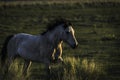 Wild mustang stallion at Sunset Royalty Free Stock Photo