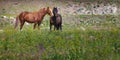 Wild mustangs in field, Nevada