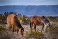 Mustangs in front of the range