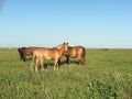 Wild mustangs grazing in the Flinthills Royalty Free Stock Photo