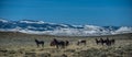 Wild Mustangs Horse Wyoming