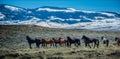 Wild Mustangs Horse Wyoming