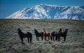 Wild Mustangs Horse Wyoming