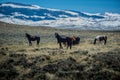 Wild Mustangs Horse Wyoming