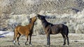 Wild Mustangs Horses interacting in the Nevada Desert Royalty Free Stock Photo