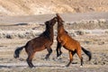 Wild Mustangs Horses interacting in the Nevada Desert Royalty Free Stock Photo