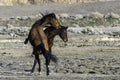 Wild Mustangs Horses interacting in the Nevada Desert Royalty Free Stock Photo