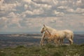 Wild Mustangs Mother and Baby Lookout Mountain, Sandwash Basin, Colorado