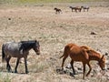 Wild Mustangs, Nevada desert Royalty Free Stock Photo