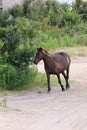 Wild mustangs of the Outer Banks North Carolina 1 Royalty Free Stock Photo