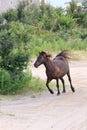 Wild mustangs of the Outer Banks North Carolina 2 Royalty Free Stock Photo