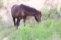 Wild mustangs of the Outer Banks North Carolina 4 Royalty Free Stock Photo