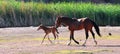 Wild Horses Playing For Fun Running Free Royalty Free Stock Photo