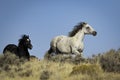 Wild Mustangs running on the Prairie in Wyoming Royalty Free Stock Photo