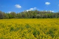 Wild Mustard Field Royalty Free Stock Photo