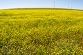 Wild Mustard field #2 Royalty Free Stock Photo