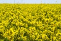 Wild Mustard field #1