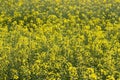 Wild mustard flowers.