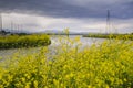 The wild mustard flowers blooming in spring on the bay trail, Sunnyvale, San Francisco bay, California