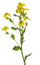 Wild mustard flowers isolated on white