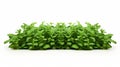 Impressive Panoramas Of Thyme Leaves In The Style Of Basil Gogos Royalty Free Stock Photo