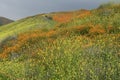 Wild Mustard and Poppies on a California Mountain Royalty Free Stock Photo