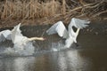 Wild Mute Swan being chased by a Trumpeter Swan on a lake