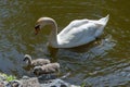 Wild mute swan family swim in lake in summer time. Happy animals.
