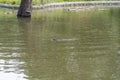 Wild Myocastor coypus, swimming in lake water, Transnistria, Moldova. Nutria or coypu in the water in summer Royalty Free Stock Photo