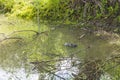 Wild Myocastor coypus, swimming in lake water, Transnistria, Moldova. Nutria or coypu in the water in summer Royalty Free Stock Photo