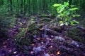 Wild mysterious forest with master of the woods mushrooms.