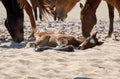 Namib desert horses with foal sleeping