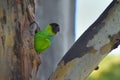 wild nanday parakeet (Aratinga nenday) nesting in a tree Royalty Free Stock Photo