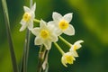 Wild Narcissus