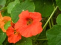 Wild nasturtium flower closeup with bee Royalty Free Stock Photo