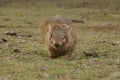 Wild native marsupial wombat eating green grass Royalty Free Stock Photo