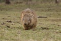 Wild native marsupial wombat eating green grass Royalty Free Stock Photo