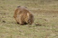 Wild native marsupial wombat eating green grass Royalty Free Stock Photo