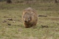 Wild native marsupial wombat eating green grass Royalty Free Stock Photo