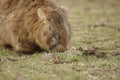 Wild native marsupial wombat eating green grass Royalty Free Stock Photo