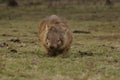 Wild native marsupial wombat eating green grass Royalty Free Stock Photo